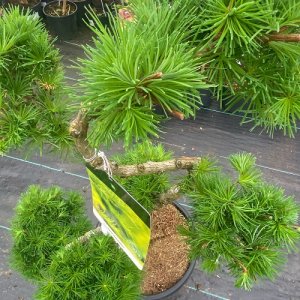 Smrekovec japonský (Larix kaempferi)  - výška 80-90 cm, kont. C15L – BONSAJ